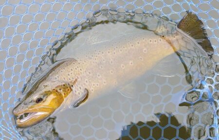 良型連発！ ～岡崎トラウトポンド～